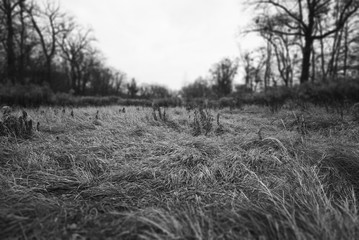  High trampled grass after rain in the forest among the trees, black and white