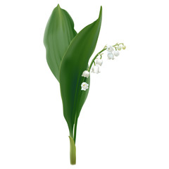 Convallaria majalis - Lilly of the valley.
Hand drawn vector illustration of white spring flowers and lush foliage on white background.
- 134879601