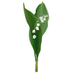 Convallaria majalis - Lilly of the valley.
Hand drawn vector illustration of white spring flowers and lush foliage on white background.
- 134879623
