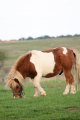 Fototapeta na wymiar Portrait of a pony, photoshoot of a pony with an attitude