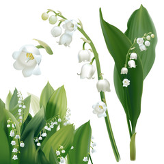 Convallaria majalis - Lilly of the valley.
Hand drawn vector illustration of white spring flowers and lush foliage on white background.
- 134879666