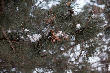 Snow Covered Branches