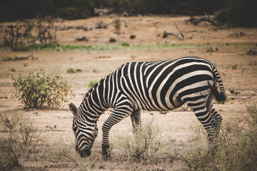 Fototapeta na wymiar Zebra grazing alone in the Tsavo East National Park