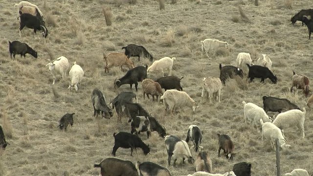 Goat Fire Fighters Eating Fuel for Grassfires