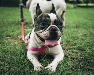 french bulldog