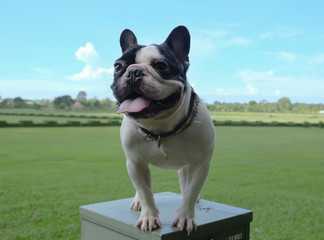 Fototapeta premium french bulldog