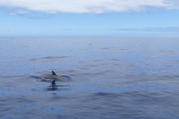 Delfin taucht auf ( Set Bild 4 von 4)