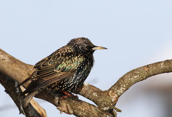 Common Starling, Sturnus vulgaris