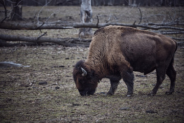 wild bison grazing grass