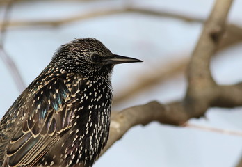 Common Starling, Sturnus vulgaris