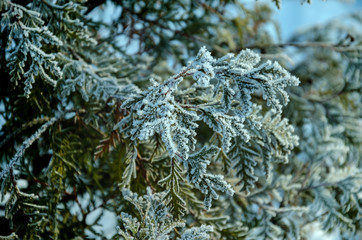 Fir tree branch covered with hoarfrost