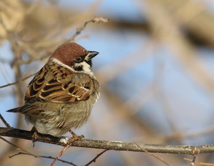 tree sparrow, passer montanus