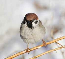 tree sparrow, passer montanus