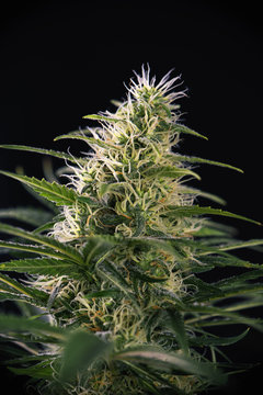 Cannabis cola (black russian marijuana strain) with visible hair
