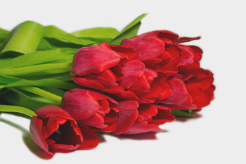 red tulips