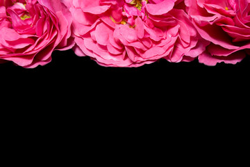 pink roses on the black background