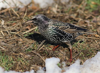 Common Starling, Sturnus vulgaris