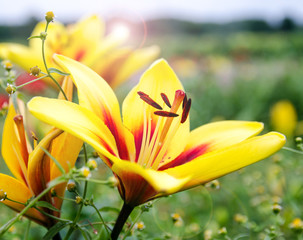 Summer beauty: Colourful lilies on a field :)