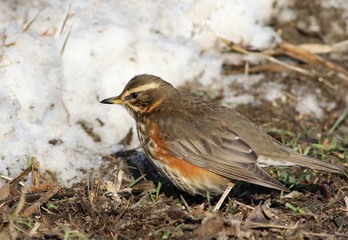 Redwing, song thrush, Turdus iliacus