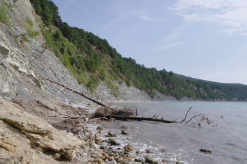 сосны растущие на склоне скал у моря © Natali Arkhangelsk