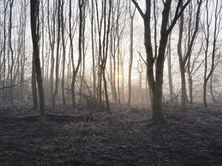 Obraz premium Misty woodland in the early morning winter sunlight