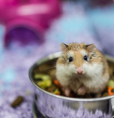 Robo dwarf hamster eating chewing food from bowl in cage