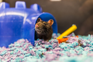 Closeup of dark brown rat coming out of house in cage