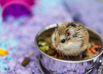 Robo dwarf hamster eating chewing food from bowl in cage