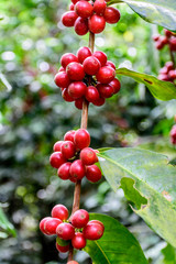 Ripening coffee beans on bush