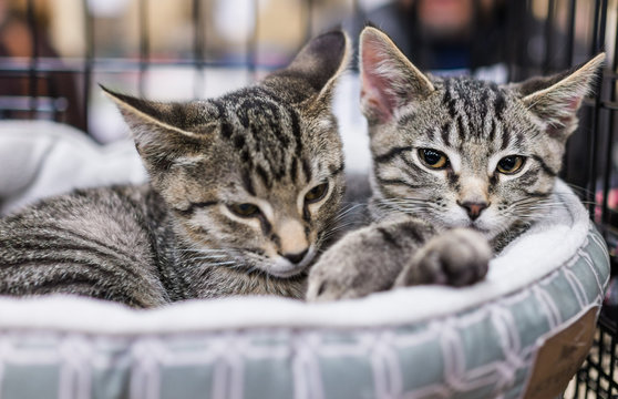 Two tabby kittens siblings cuddling in cage