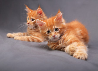 Two adorable playful red solid maine coon kitten lying with beau