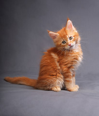 Funny adorable red solid maine coon kitten sitting with beautifu