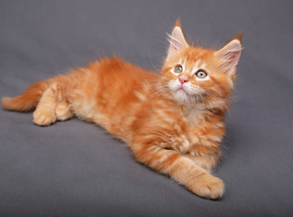 Fototapeta na wymiar Adorable red solid maine coon kitten lying with relaxing look wi