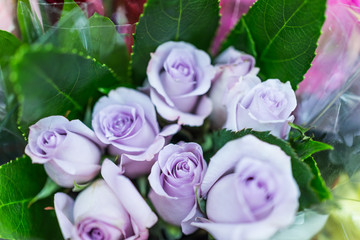 Lilac purple light roses macro closeup in bouquet