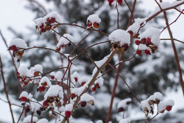 rosehip berries on the branches in the snow