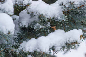 Pine branches in the snow in winter