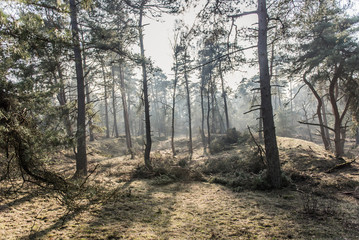 Forest Hoge Veluwe
