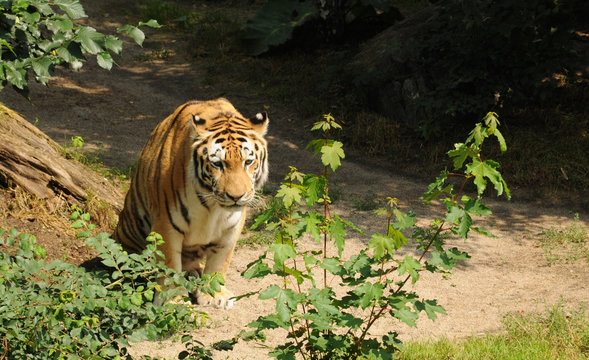 Amurtiger 