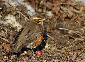 Redwing, song thrush, Turdus iliacus