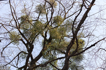 unusual tree branches