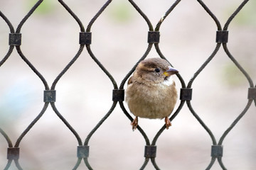 Spatz - Haussperling - Passer Domesticus im Zaun