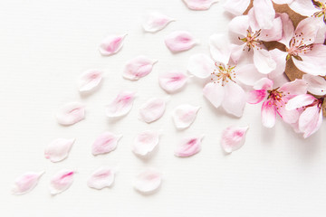 close up top view of light and soft sakura petals on white background. Concept love. Flat lay.