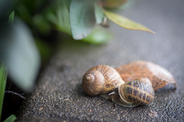 two snails in rainy day