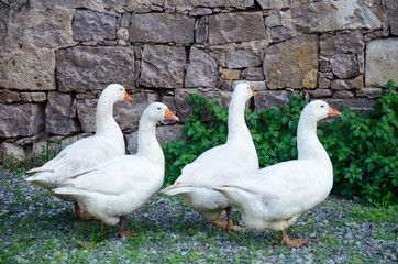 Wild goose chase at farm