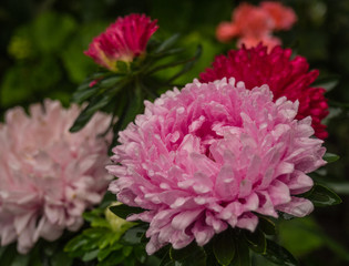 Pink  and Red Asters