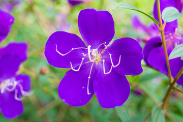 Fototapeta na wymiar Sweet purple flower with five petals and long stamens