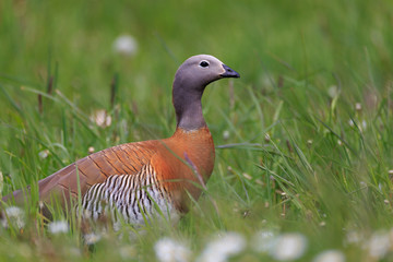 patagonian goose, birds, animals, argentina, chile, south america, patagonia, tierra del fuego, land of fire 