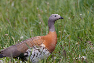 patagonian goose, birds, animals, argentina, chile, south america, patagonia, tierra del fuego, land of fire 