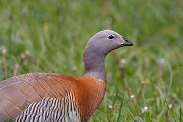 patagonian goose, birds, animals, argentina, chile, south america, patagonia, tierra del fuego, land of fire 