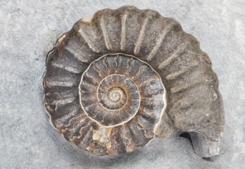 Promicroceras, ammonite fossile su matrice